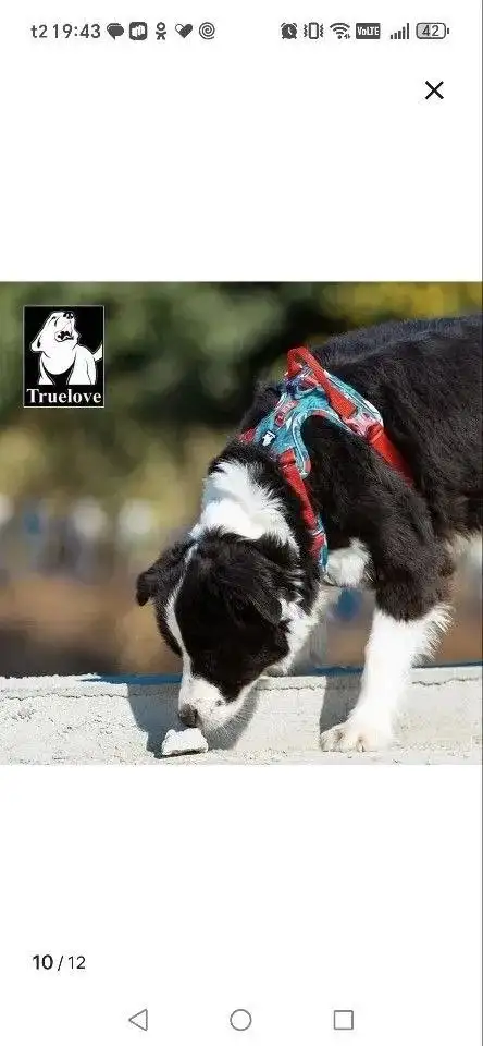 Новая шлейка для собак в упаковке - Аксессуары для животных (Животные) в Ульяновск