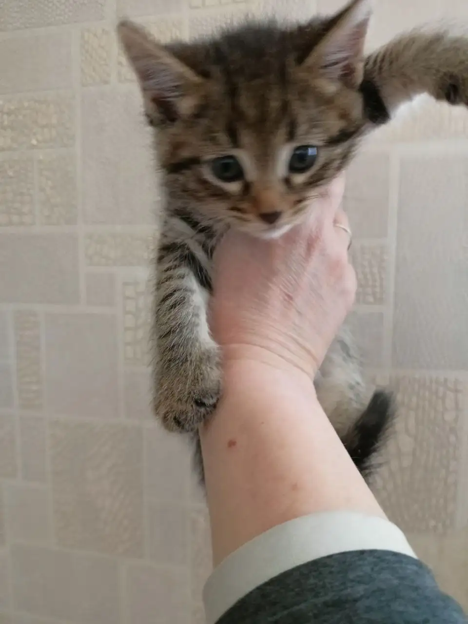 Малыш в добрые руки - Кошки (Животные) в Ульяновск