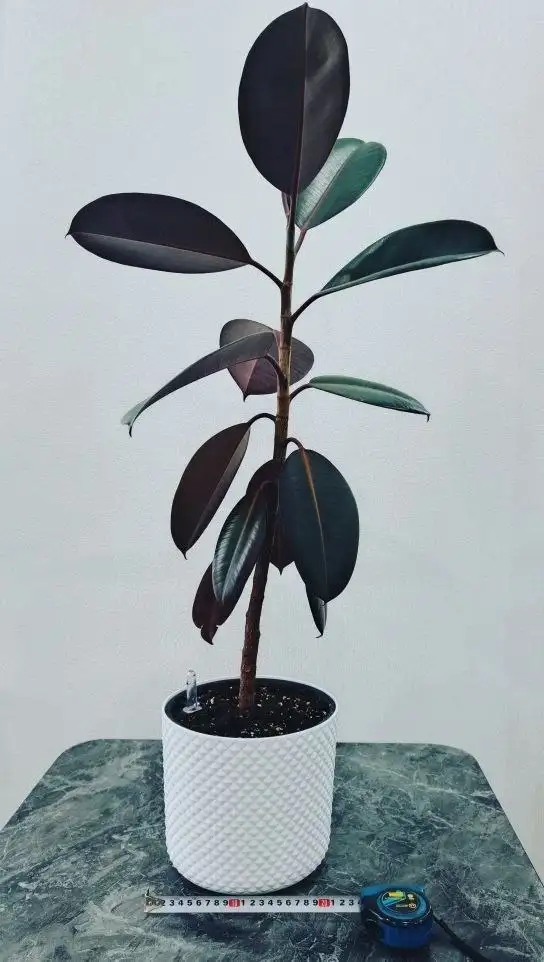 Фикус высотой 95 см - Растения (Хобби и отдых) в Ульяновск