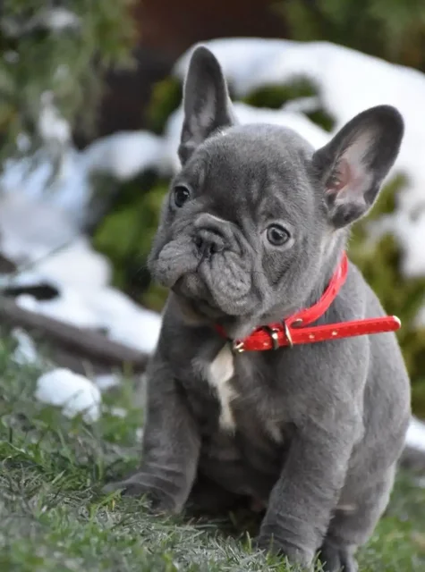 Продажа породистых собак - Лекарства для животных в Ульяновск