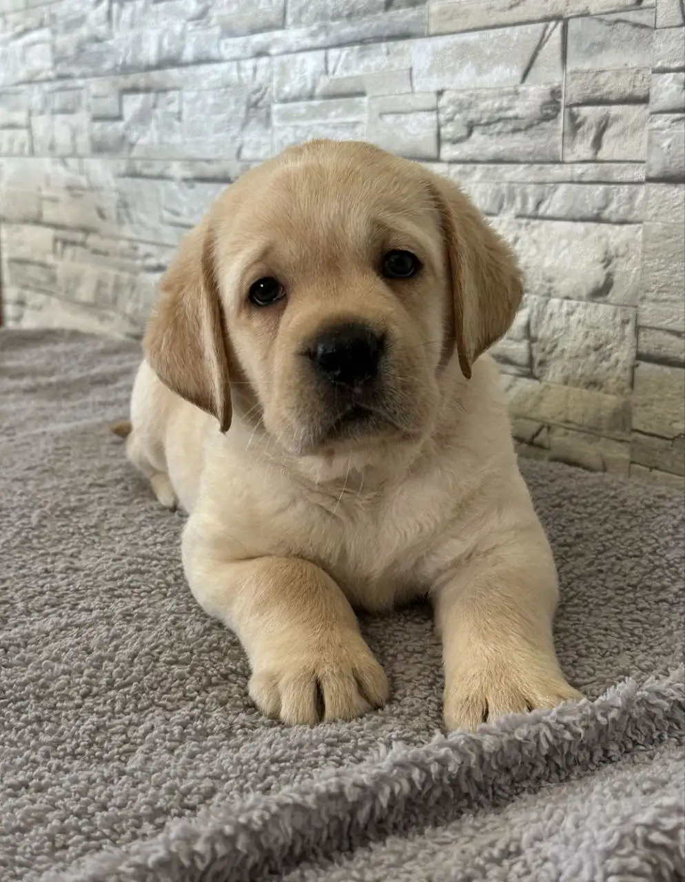 Продажа породистых собак - Собаки (Животные) в Ульяновск