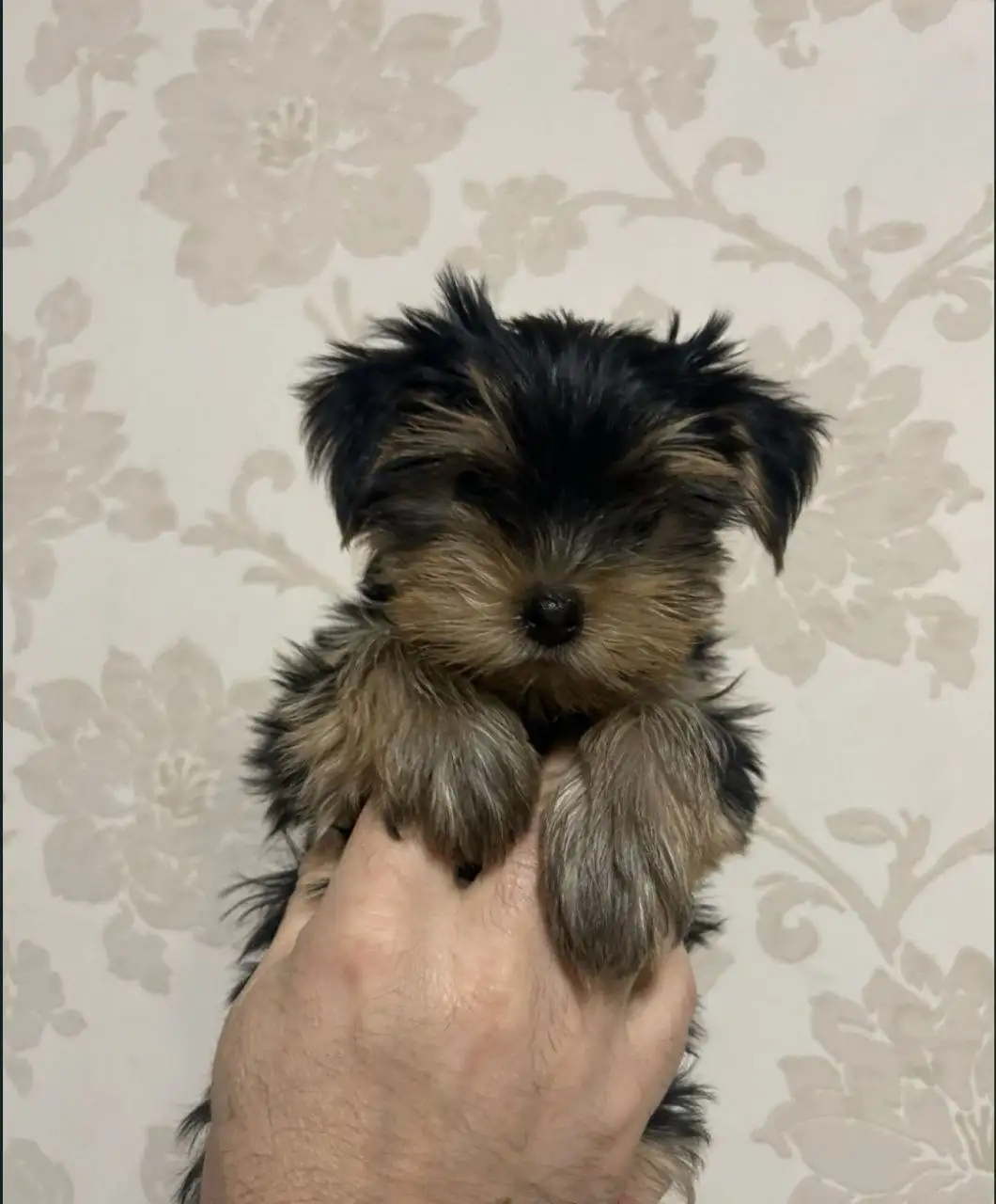 Продажа породистых собак - Собаки (Животные) в Ульяновск