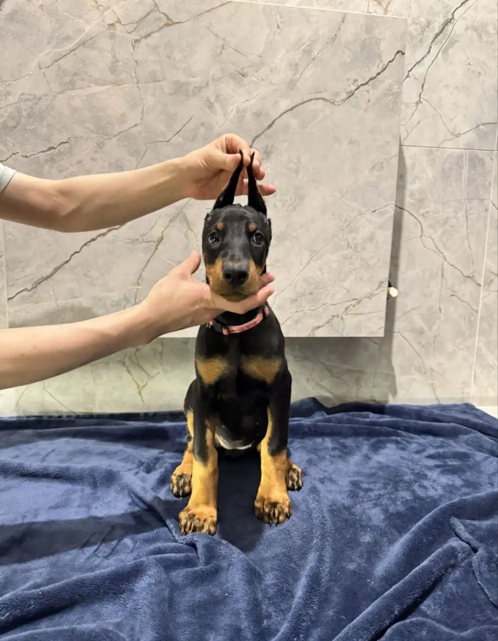 Продажа породистых собак - Собаки (Животные) в Ульяновск