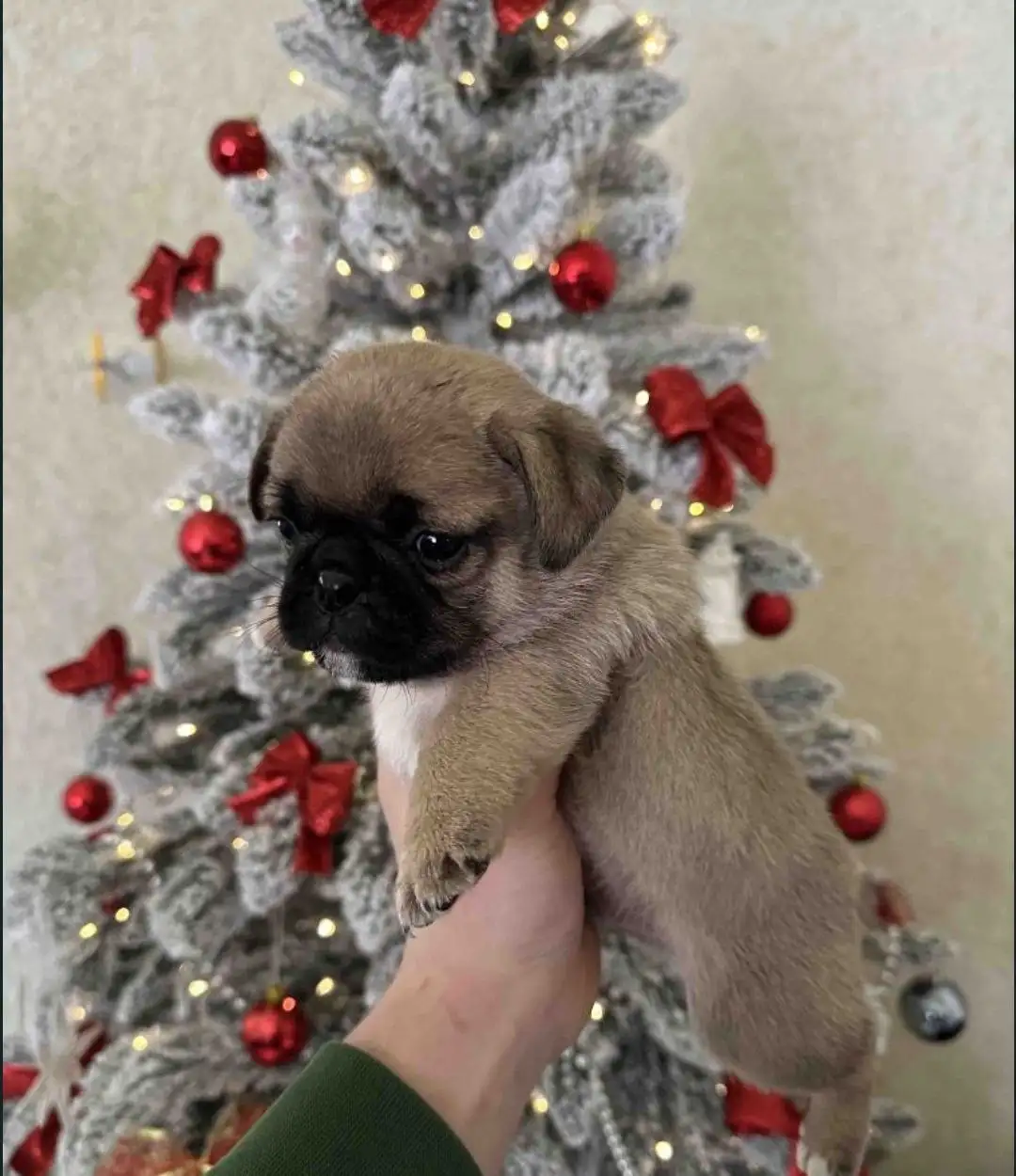 Продажа породистых собак - Собаки (Животные) в Ульяновск