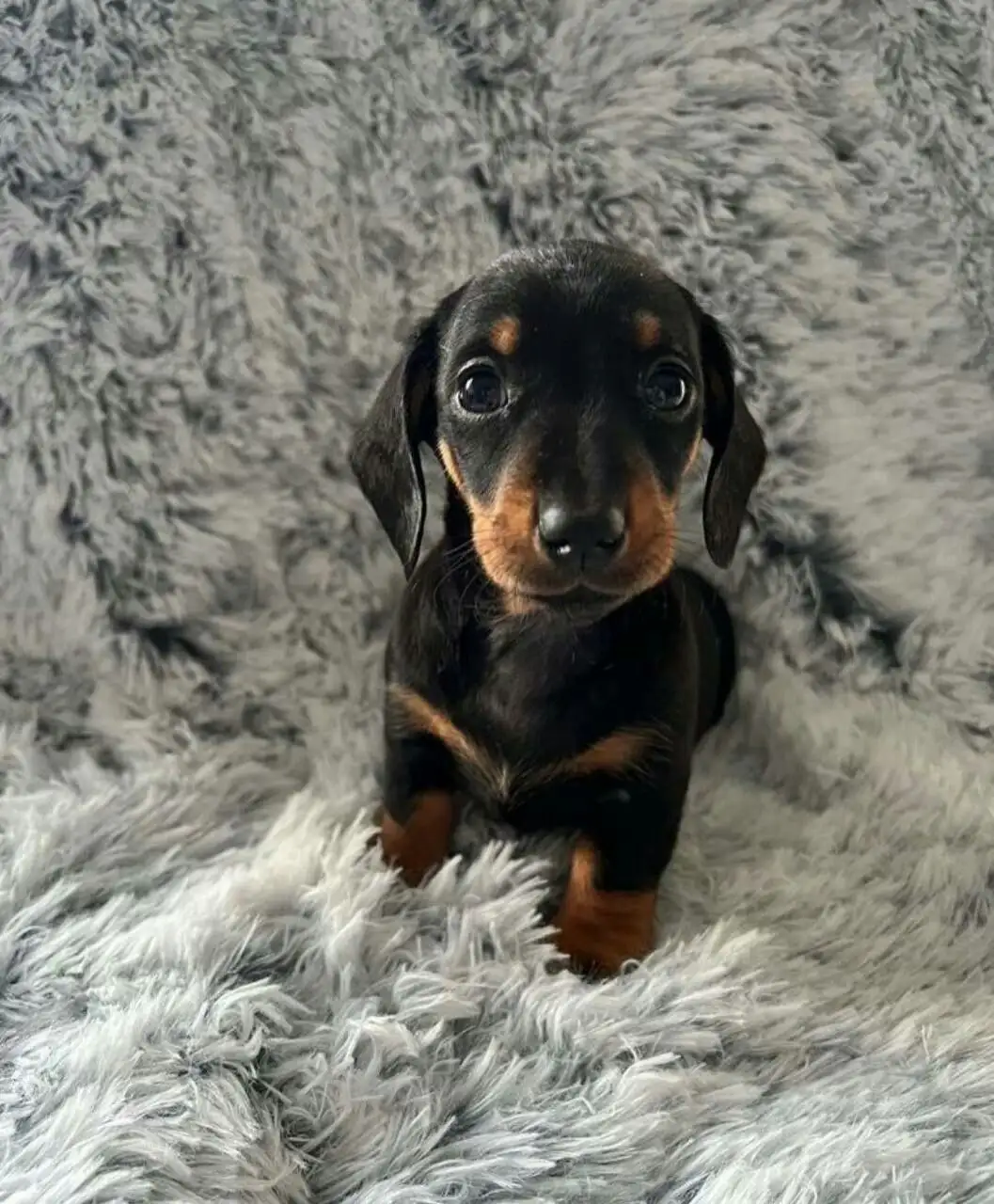 Продажа породистых собак - Собаки (Животные) в Ульяновск