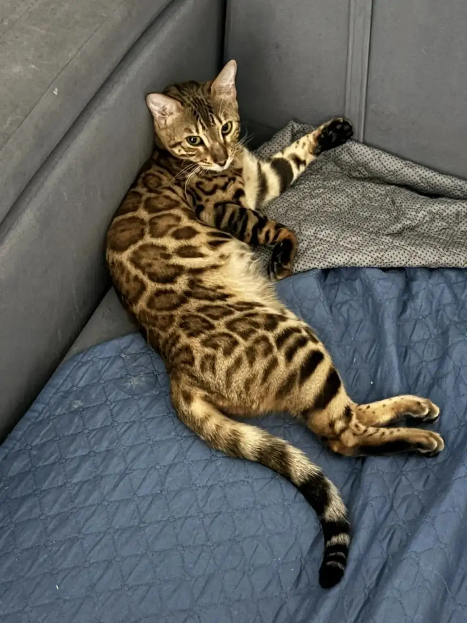 Отдам Бенгальскую кошку бесплатно - Кошки (Животные) в Ульяновск