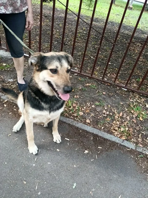 Взрослая собака Зара для ответственных хозяев - Одежда для животных в Ульяновск