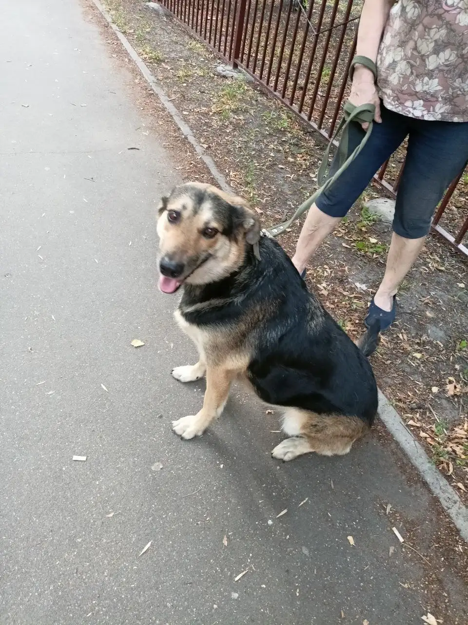 Взрослая собака Зара для ответственных хозяев - Собаки (Животные) в Ульяновск