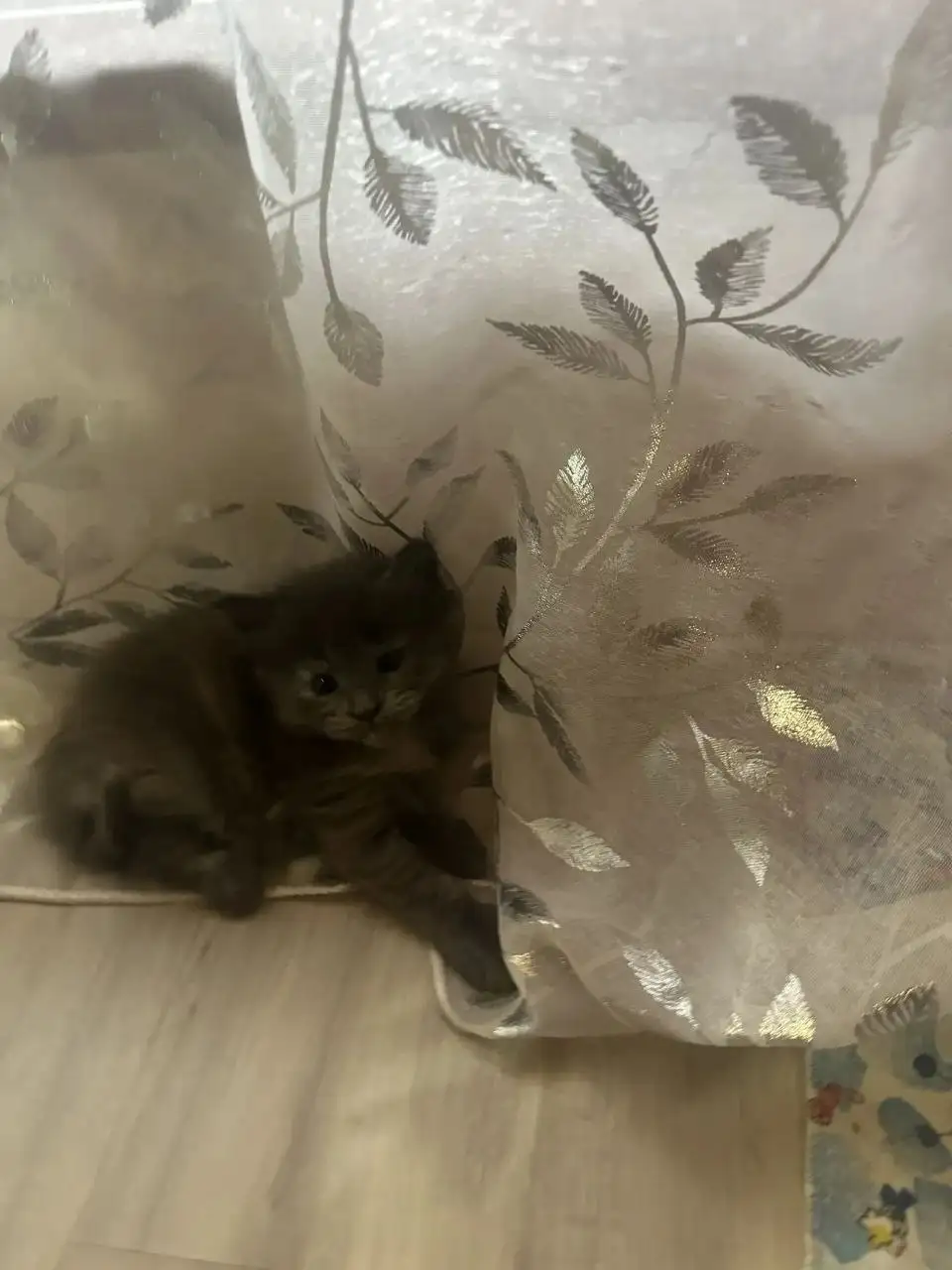 Продажа котят мейн-куна - Кошки (Животные) в Ульяновск