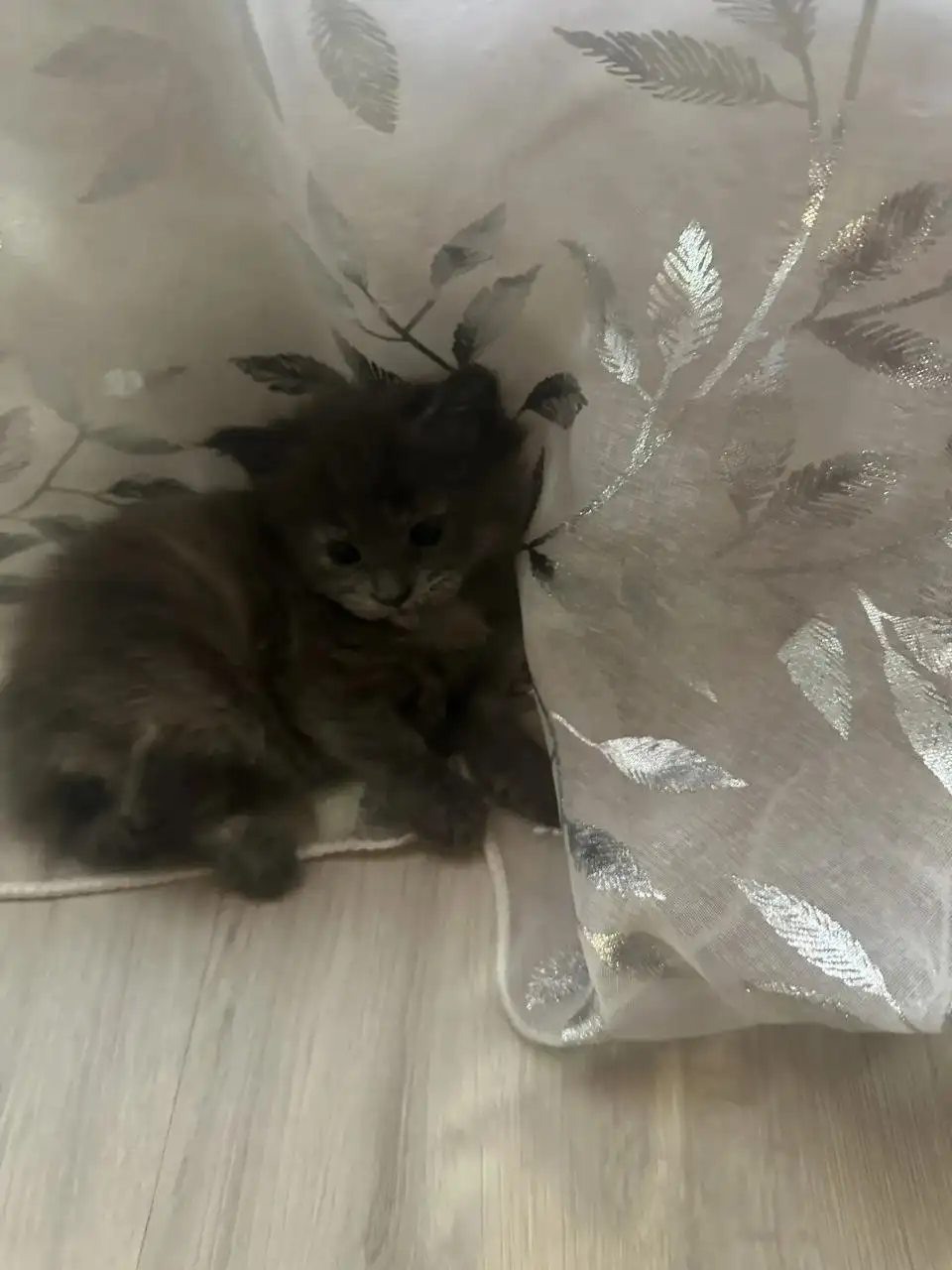 Продажа котят мейн-куна - Кошки (Животные) в Ульяновск