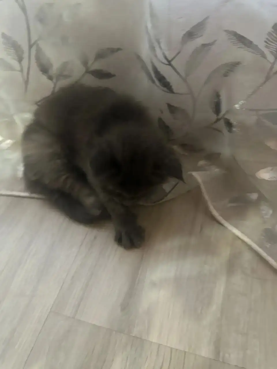 Продажа котят мейн-куна - Кошки (Животные) в Ульяновск