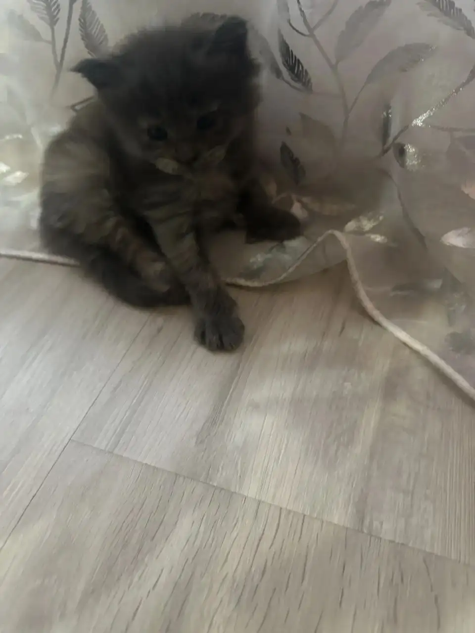 Продажа котят мейн-куна - Кошки (Животные) в Ульяновск