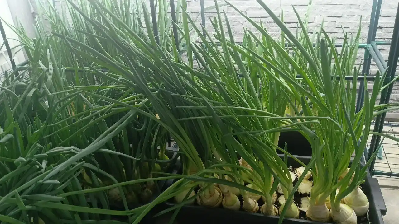 Продам очищенный зелёный лук