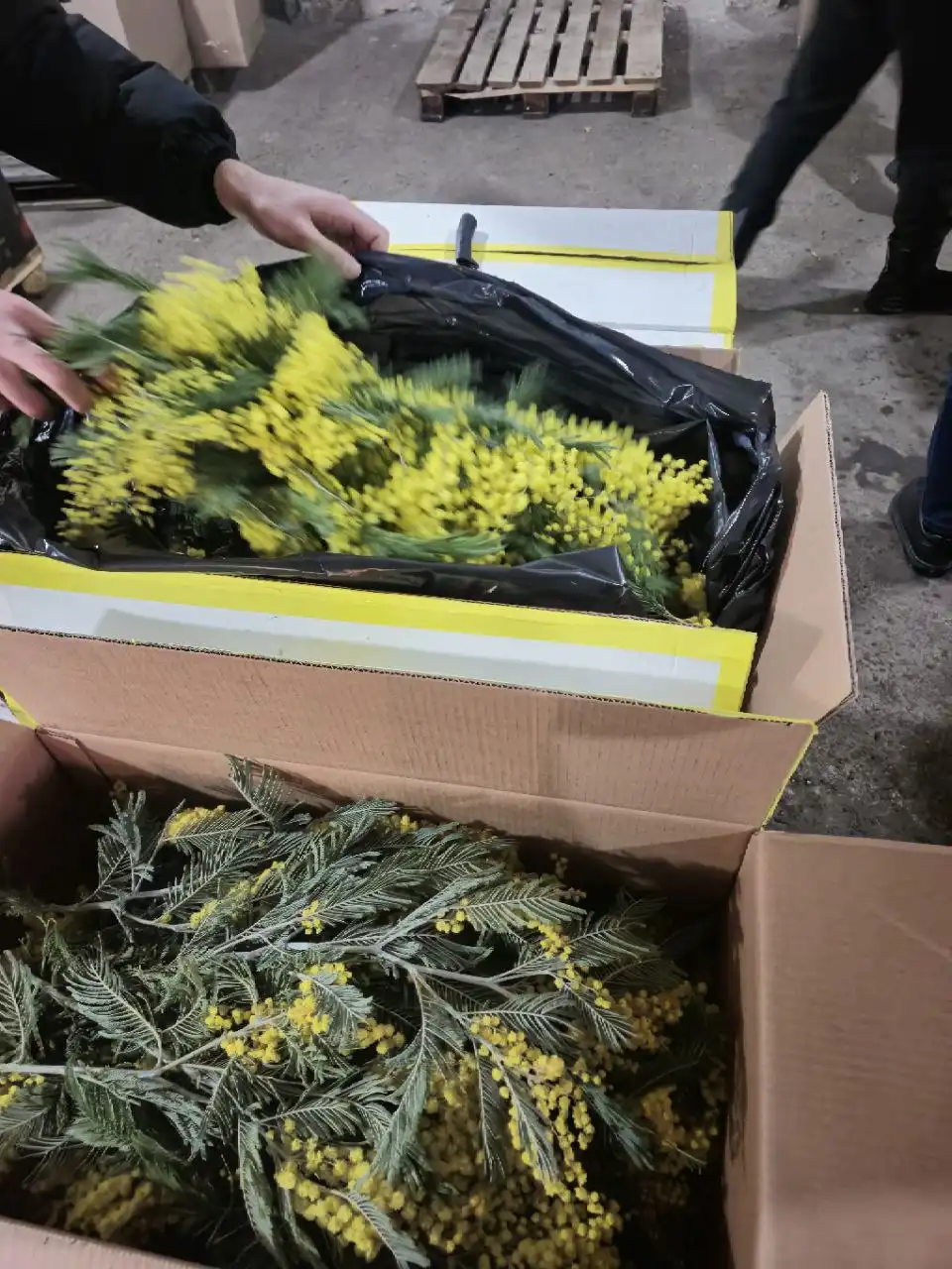 Продажа мимозы со склада в Ульяновске