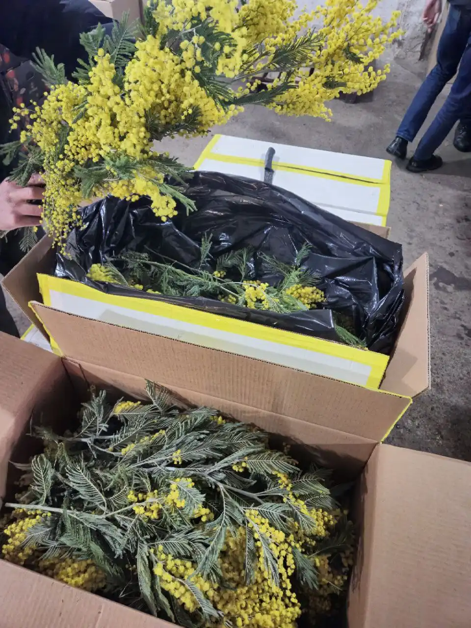 Продажа мимозы со склада в Ульяновске