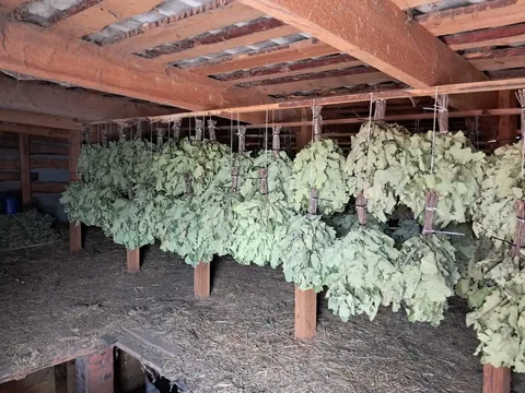 Продажа дубовых веников - Хобби и отдых в Чебоксары