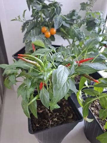 Продажа острого перца - 3D печать в Чебоксары