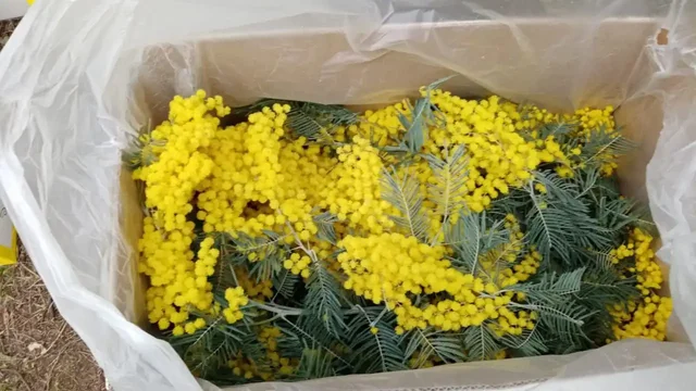 Продажа солнечной мимозы со склада в Ульяновске - Мототехника в Ульяновск