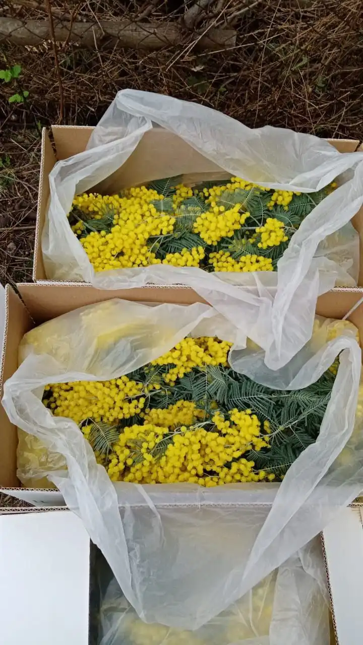 Продажа солнечной мимозы со склада в Ульяновске - Хобби и отдых в Ульяновск