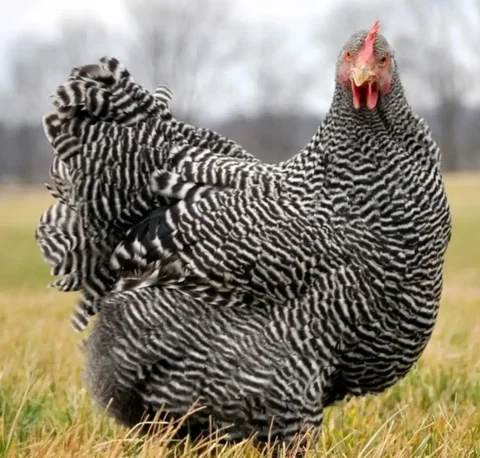 Инкубационное яйцо породистых кур и бройлеров - Аквариумные рыбки в Чебоксары