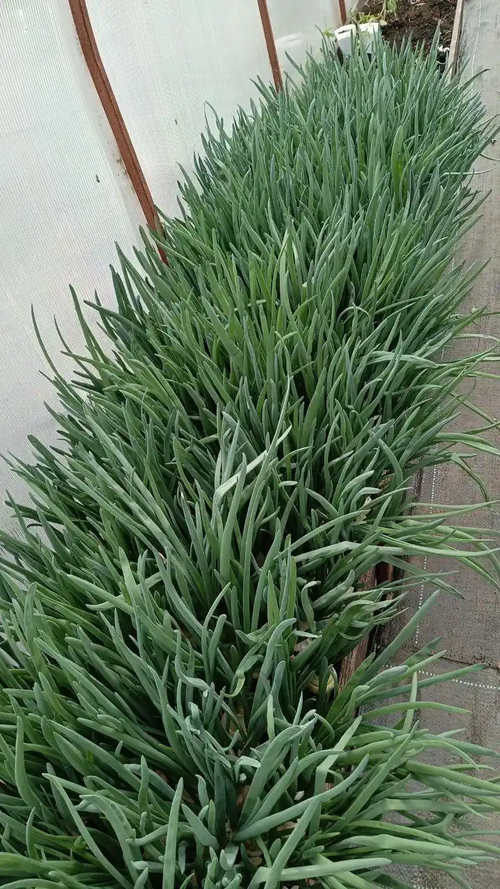 Продам зелёный лук чищенный - Для дома и дачи в Чебоксары