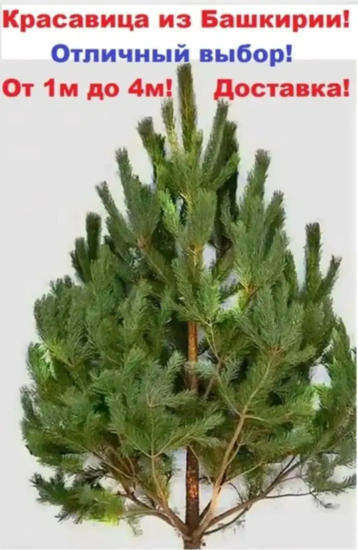Продажа живых новогодних елей из Башкирии