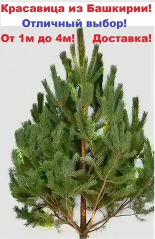 Продажа живых новогодних елей из Башкирии - Хобби и отдых в Оренбург