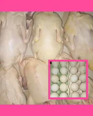 Продажа утиных тушек и продуктов - Животные в Оренбург