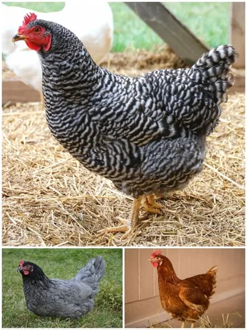 Продажа молодок кур-несушек пород Доминант и Родонит - Поиск животных в Оренбург