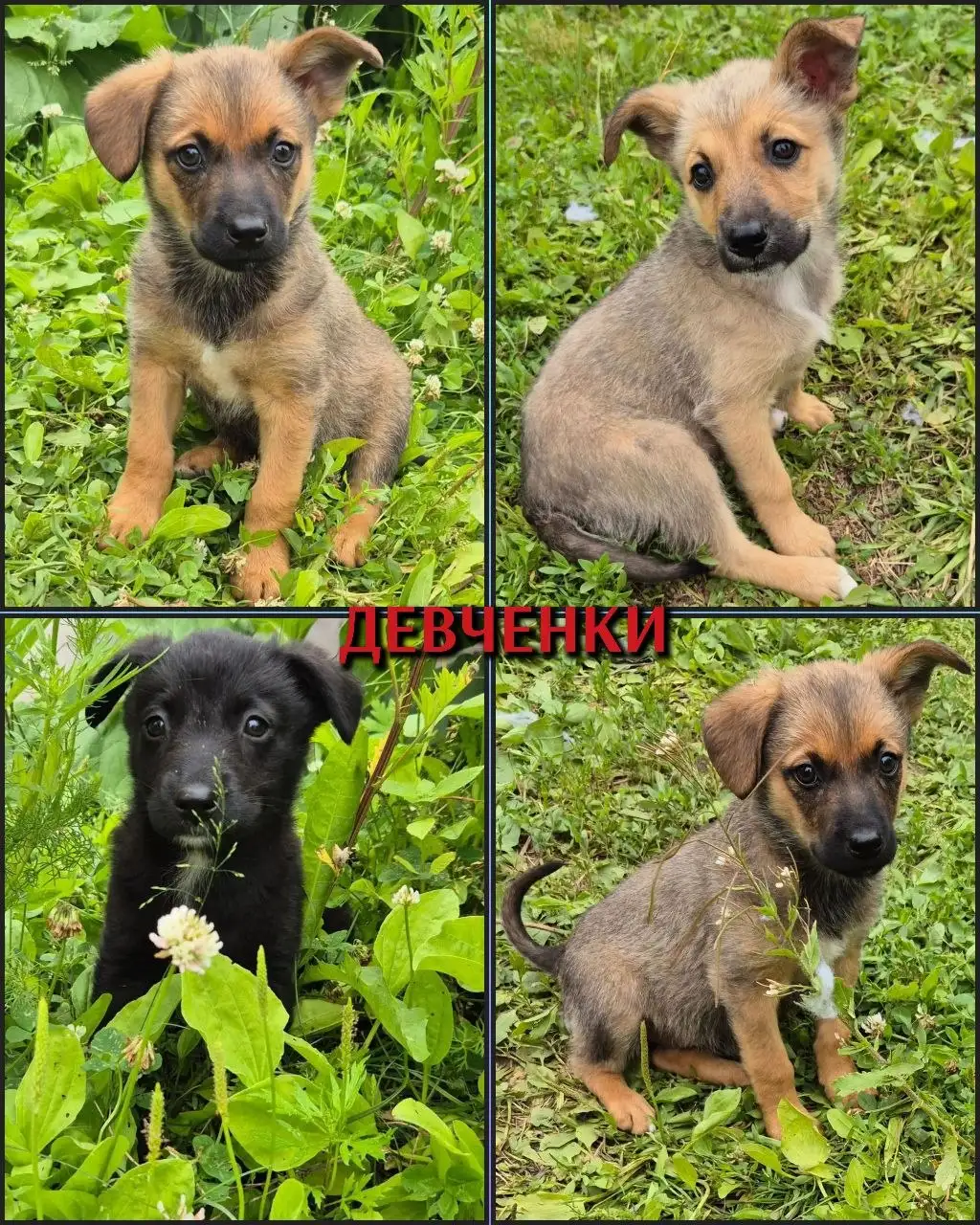 Мини-девичник: щенки ищут дом - Собаки (Животные) в Братск