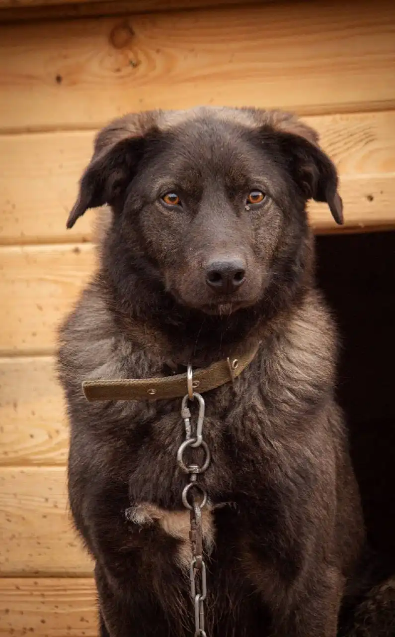 Помощь в закрытии ветеринарного счёта для собаки Чёрный