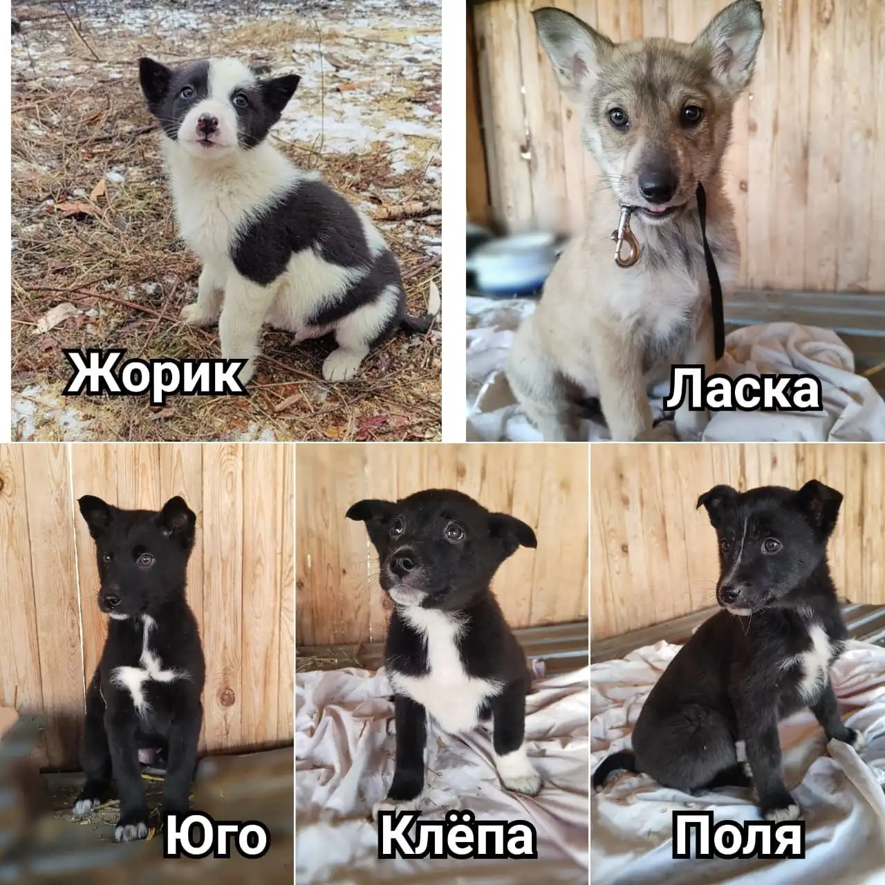 В поисках семьи