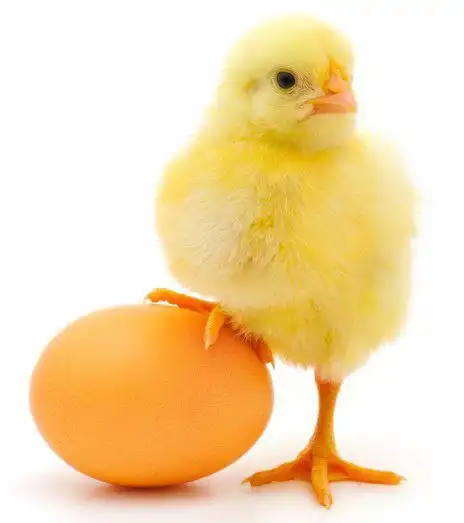 Инкубационное яйцо бройлера Арбор айкрес