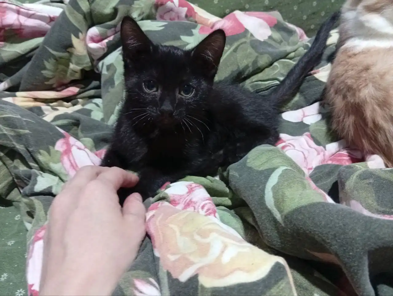 Котята черного окраса ищут дом