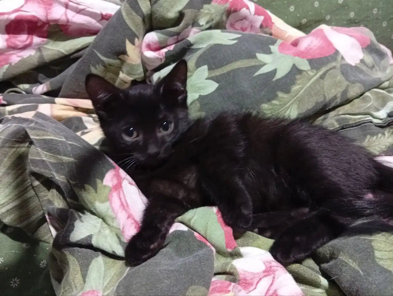 Котята черного окраса ищут дом