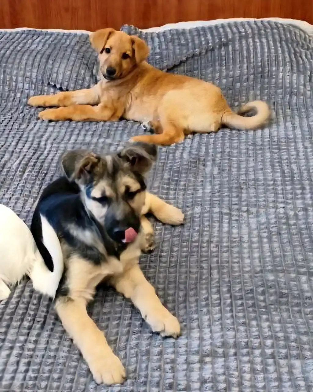 Кай и Герда ищут семью