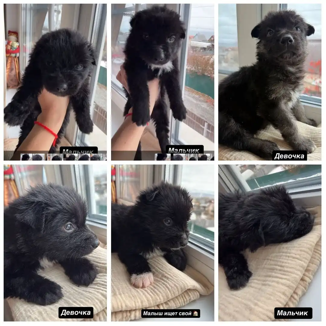 Поиск дома для щенков