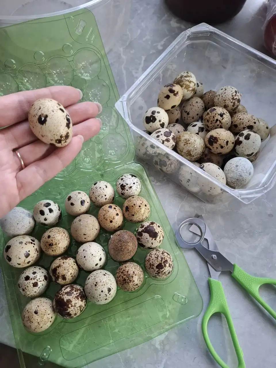Продажа свежих перепелиных яиц в Братске
