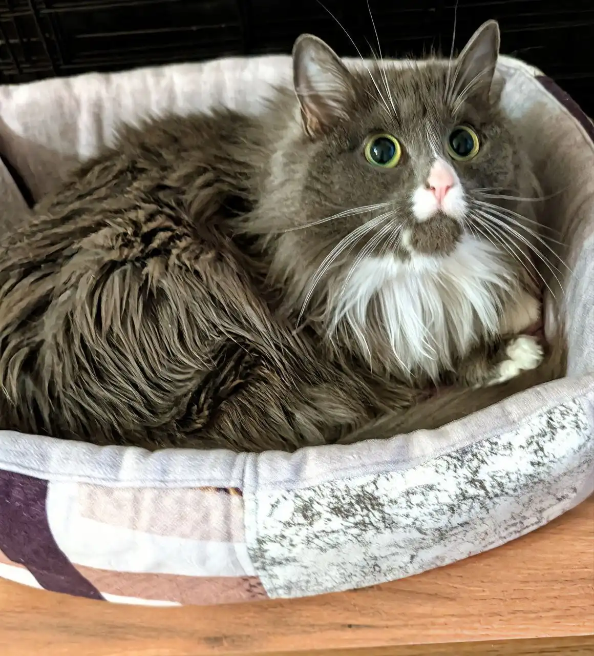 Кошка ищет дом в Братске