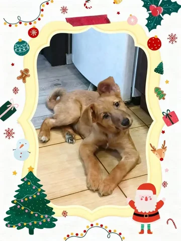 Кай - парень для души - Животные в Братск