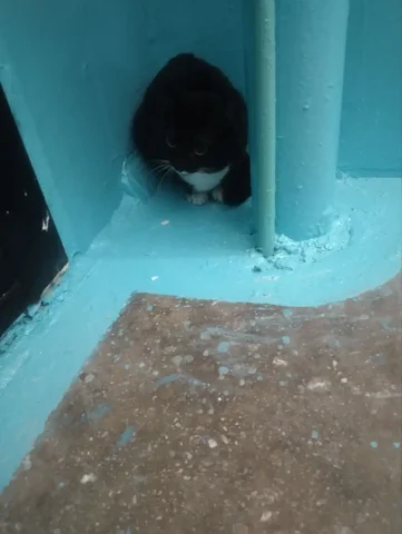 Передержка кота на Советской 1 - Кошки в Братск