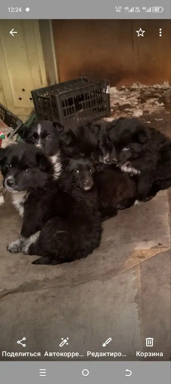 Щенки 2 месяца - Собаки (Животные) в Братск