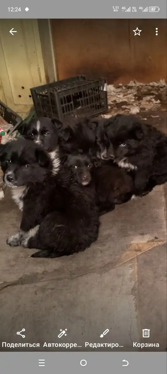 Щенки 2 месяца для охраны и квартиры