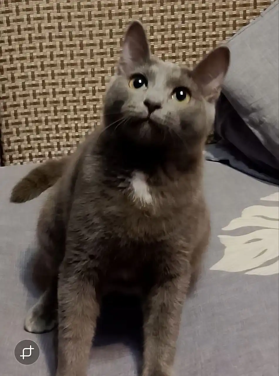 Кот ищет дом на Рождество