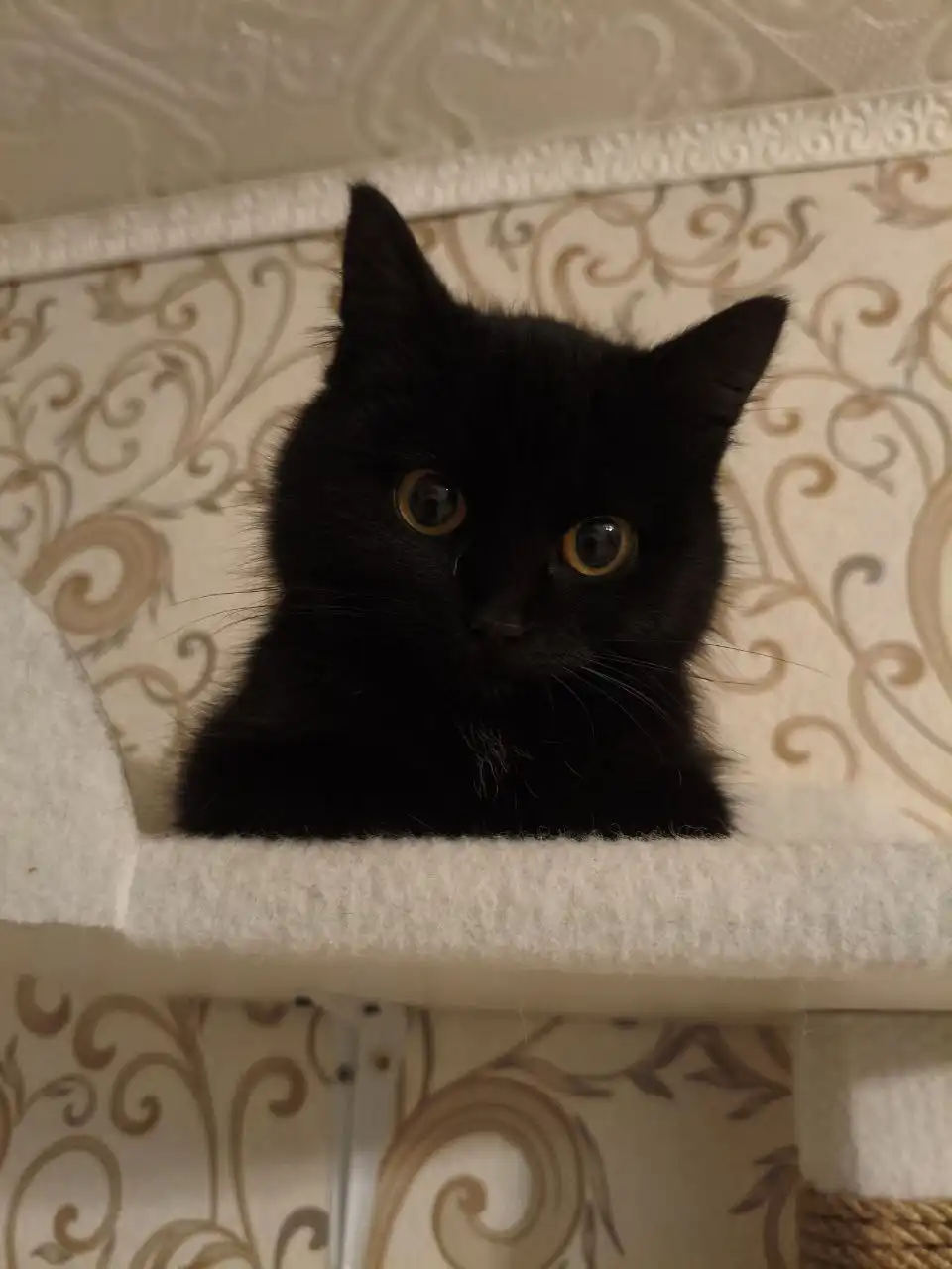 Котенок полубританской породы ищет дом