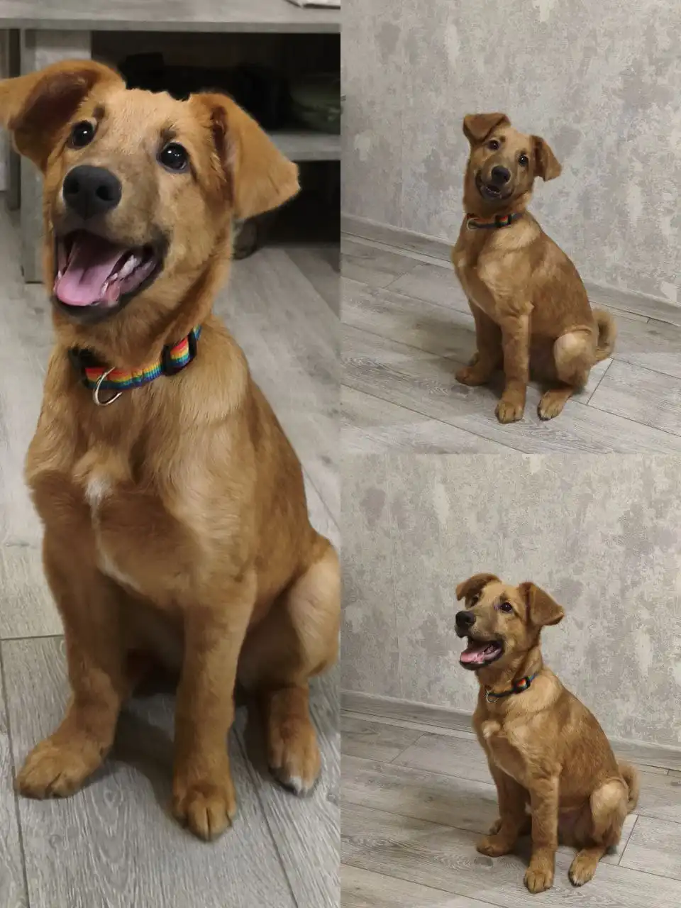 Кай - 5 месяцев, ищем семью - Собаки (Животные) в Братск