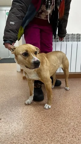 Найдена домашняя собака в Энергетике - Корм для животных в Братск