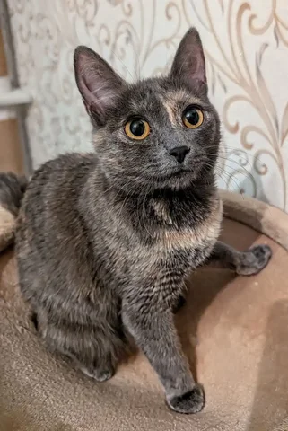 Найден котенок - Клетки в Братск