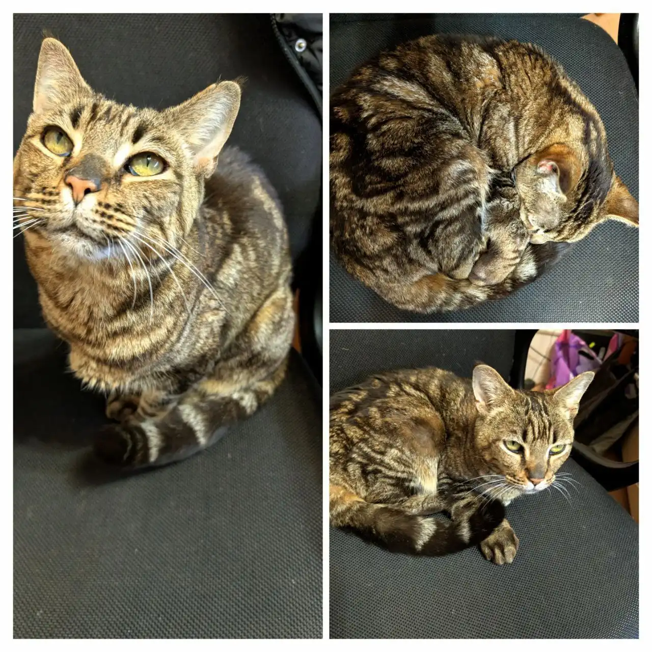 Ищет семью кошечка породы Мейн-кун в Братске - Кошки (Животные) в Братск