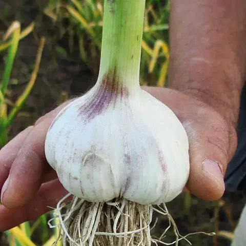 Советы по выращиванию чеснока - Детские товары в Братск